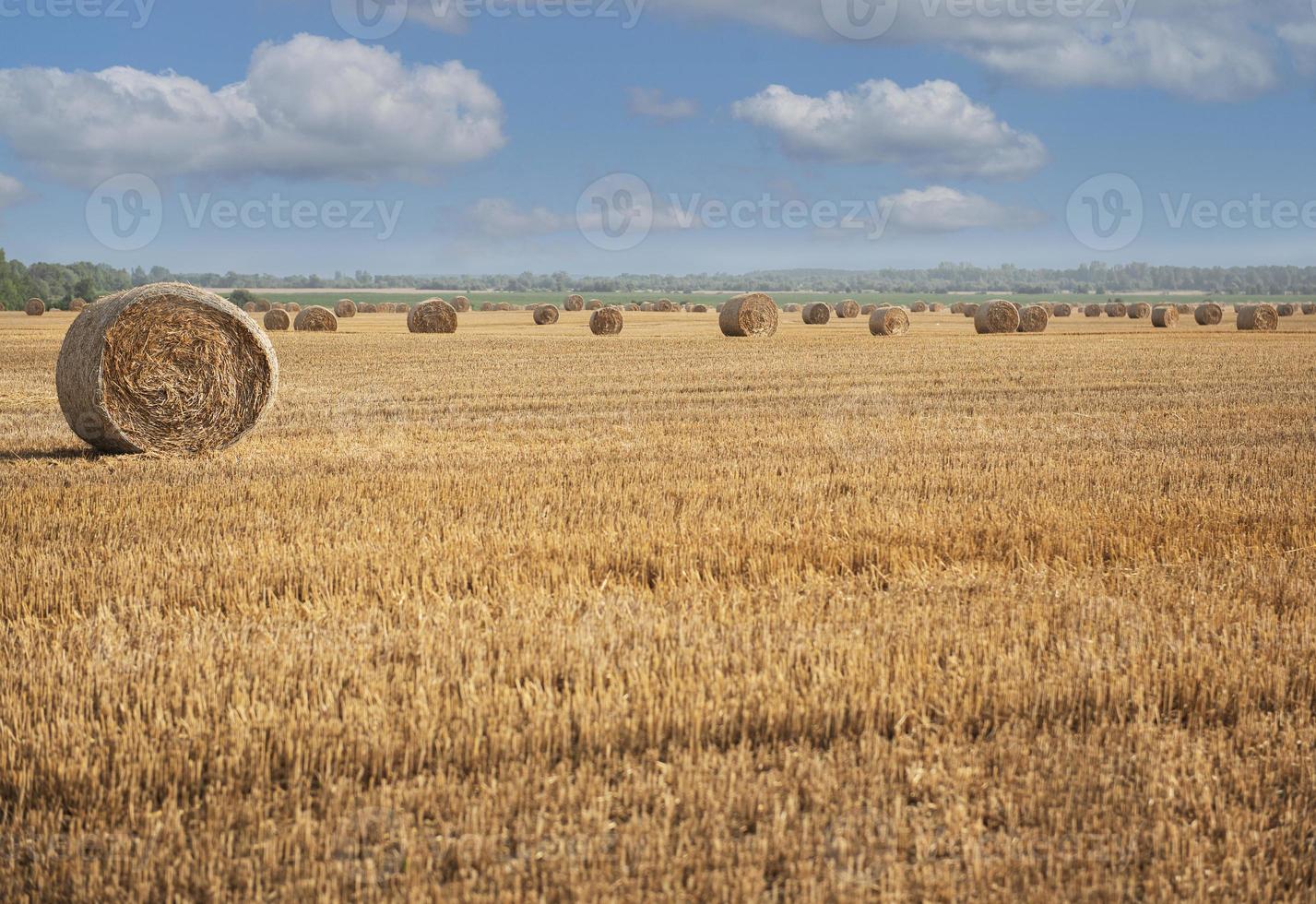 campo raccolto con balle di paglia. foto