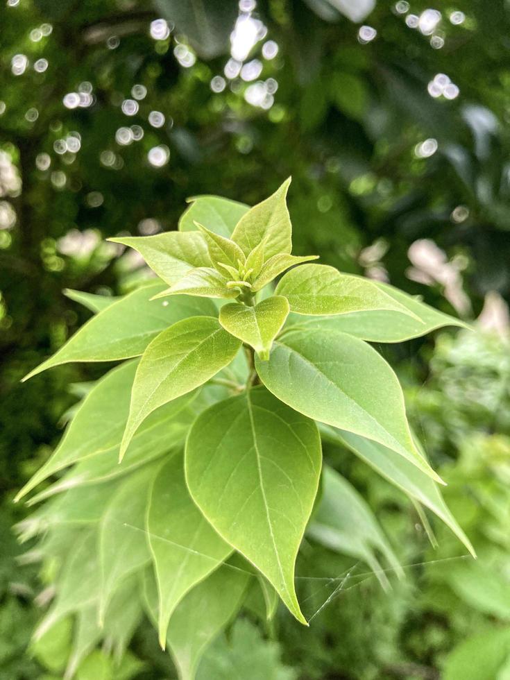 primo piano di una pianta vivacemente verde e fresca foto