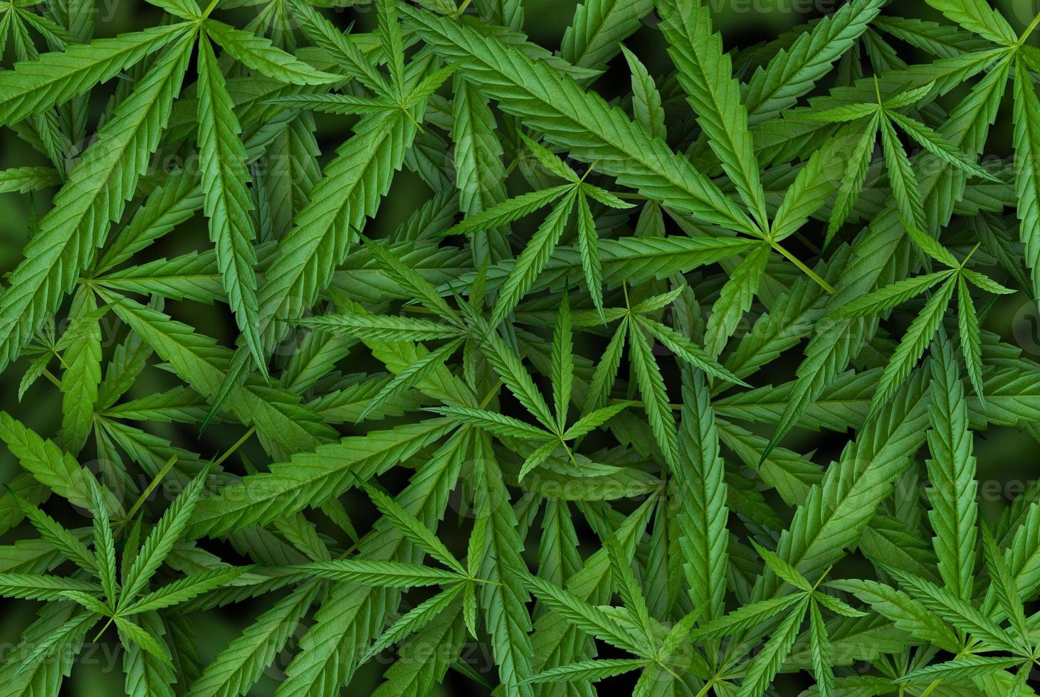 illustrazioni di foglie di marijuana su sfondo scuro di cannabis foto