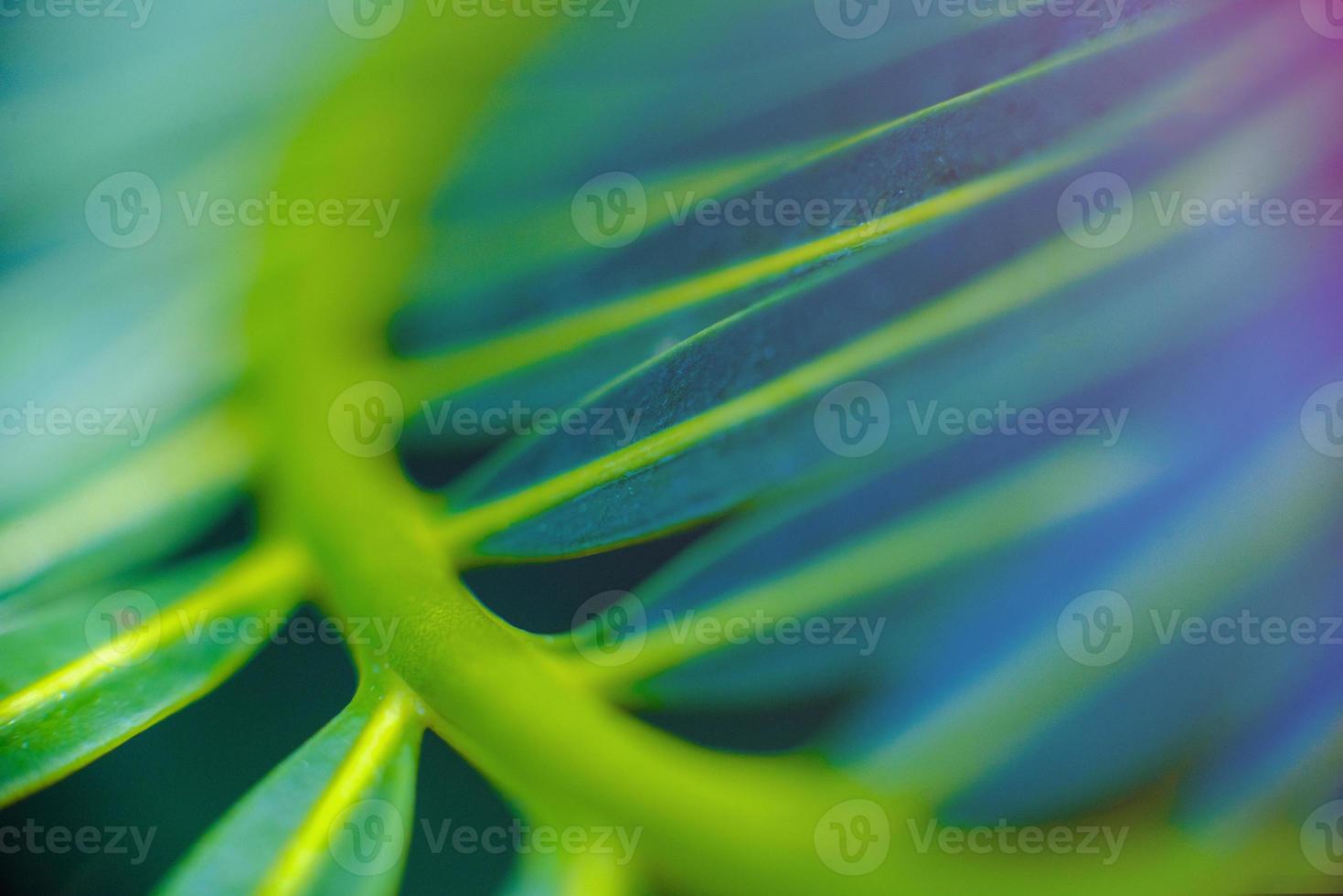 il bellissimo fogliame verde tropicale astratto si concentra solo foto