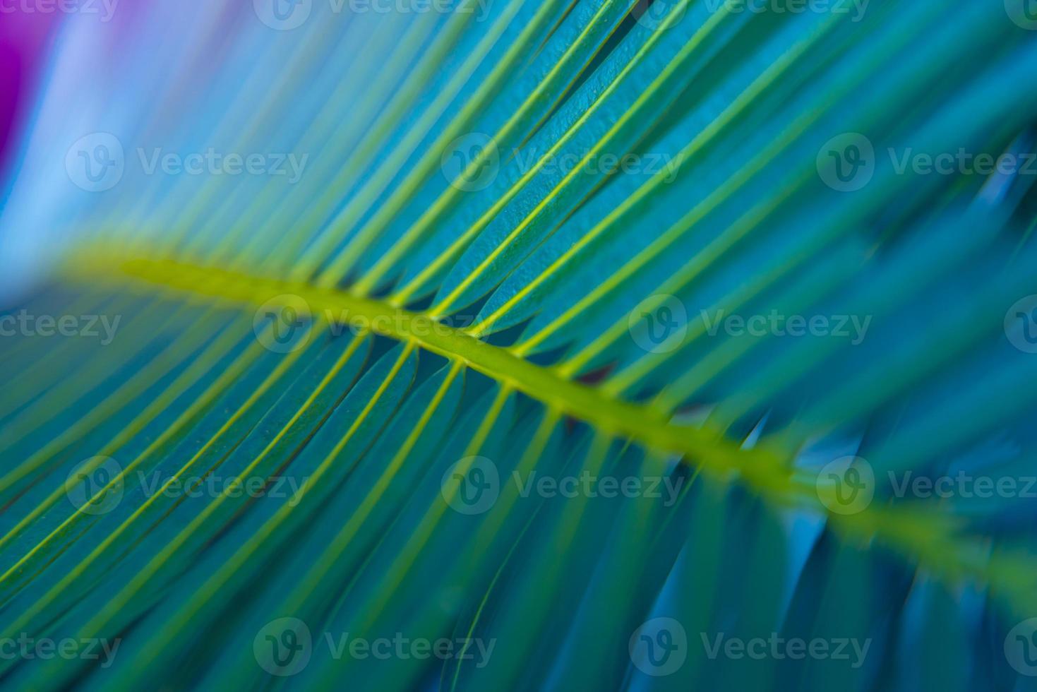 il bellissimo fogliame verde tropicale astratto si concentra solo foto