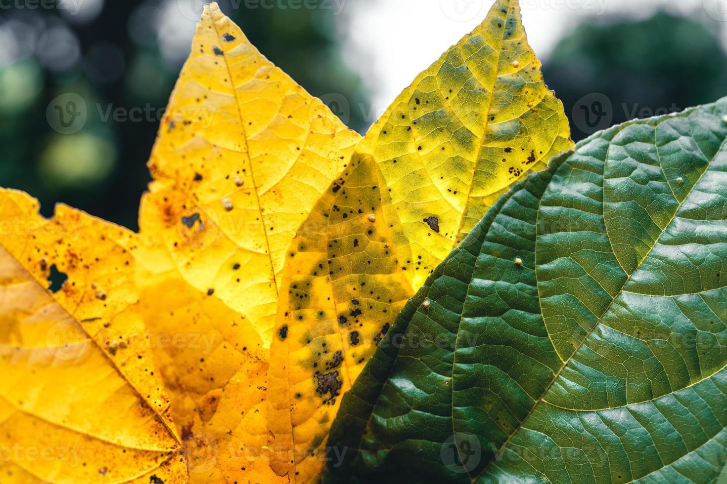 foglia d'autunno nella foresta verde, strada per la foresta foto