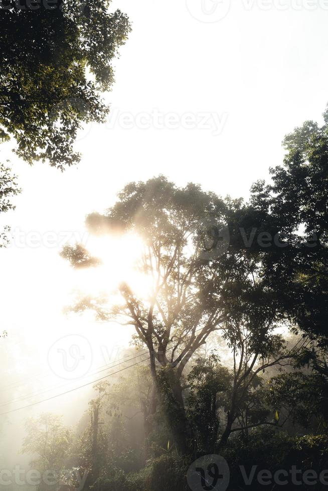 strada nebbiosa nel villaggio rurale al mattino, strada forestale foto