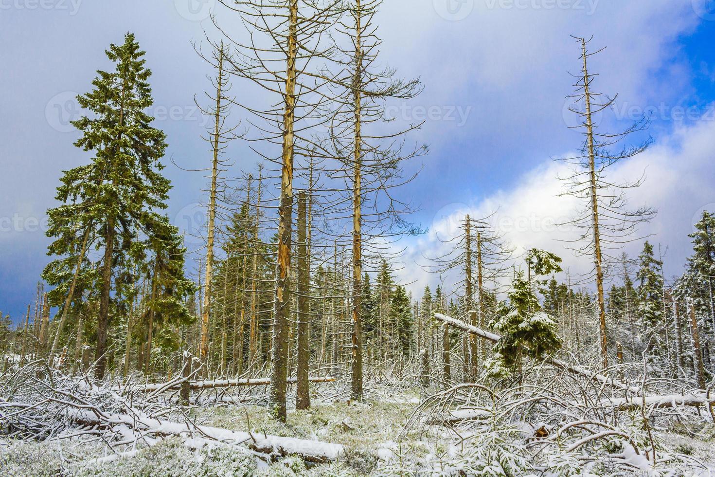 la foresta d'argento morente ha nevicato nel paesaggio montagna brocken harz germania foto