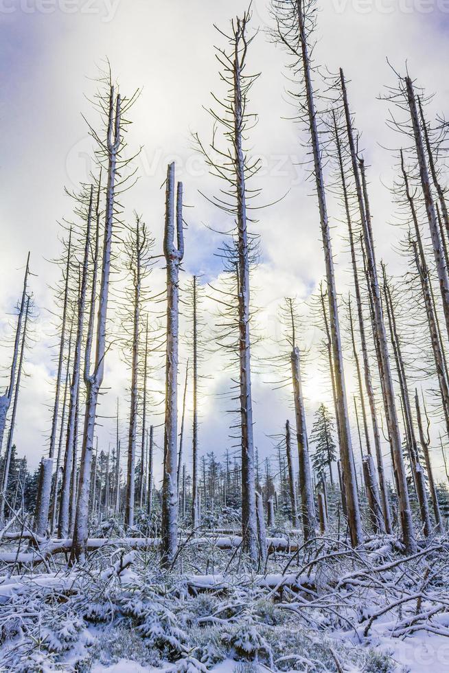 la foresta d'argento morente ha nevicato nel paesaggio montagna brocken harz germania foto