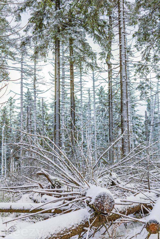la foresta d'argento morente ha nevicato nel paesaggio montagna brocken harz germania foto
