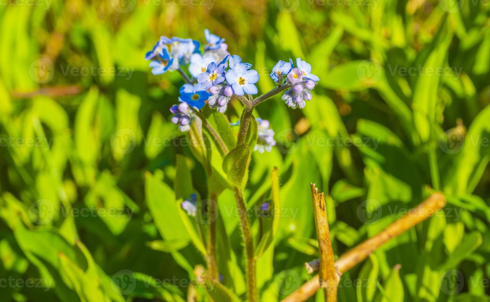 bellissimo blu non ti scordar di me fiori paesaggio hemsedal norvegia. foto