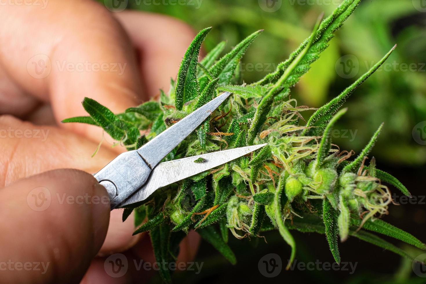 potatura delle foglie di cannabis foto