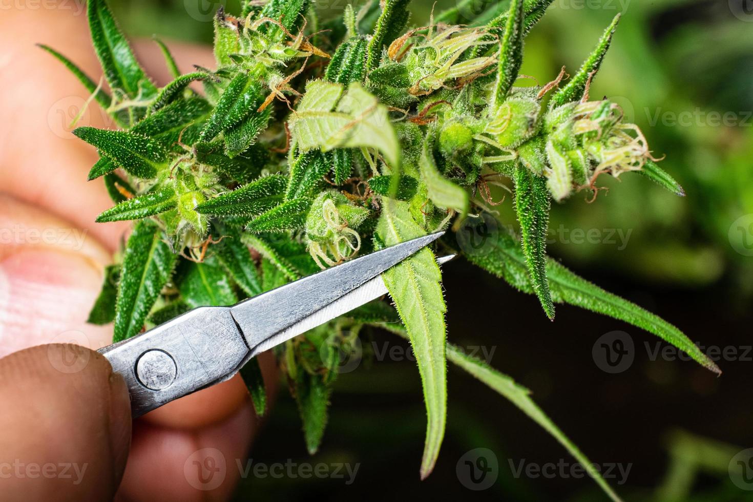 tagliare il germoglio di cannabis foto