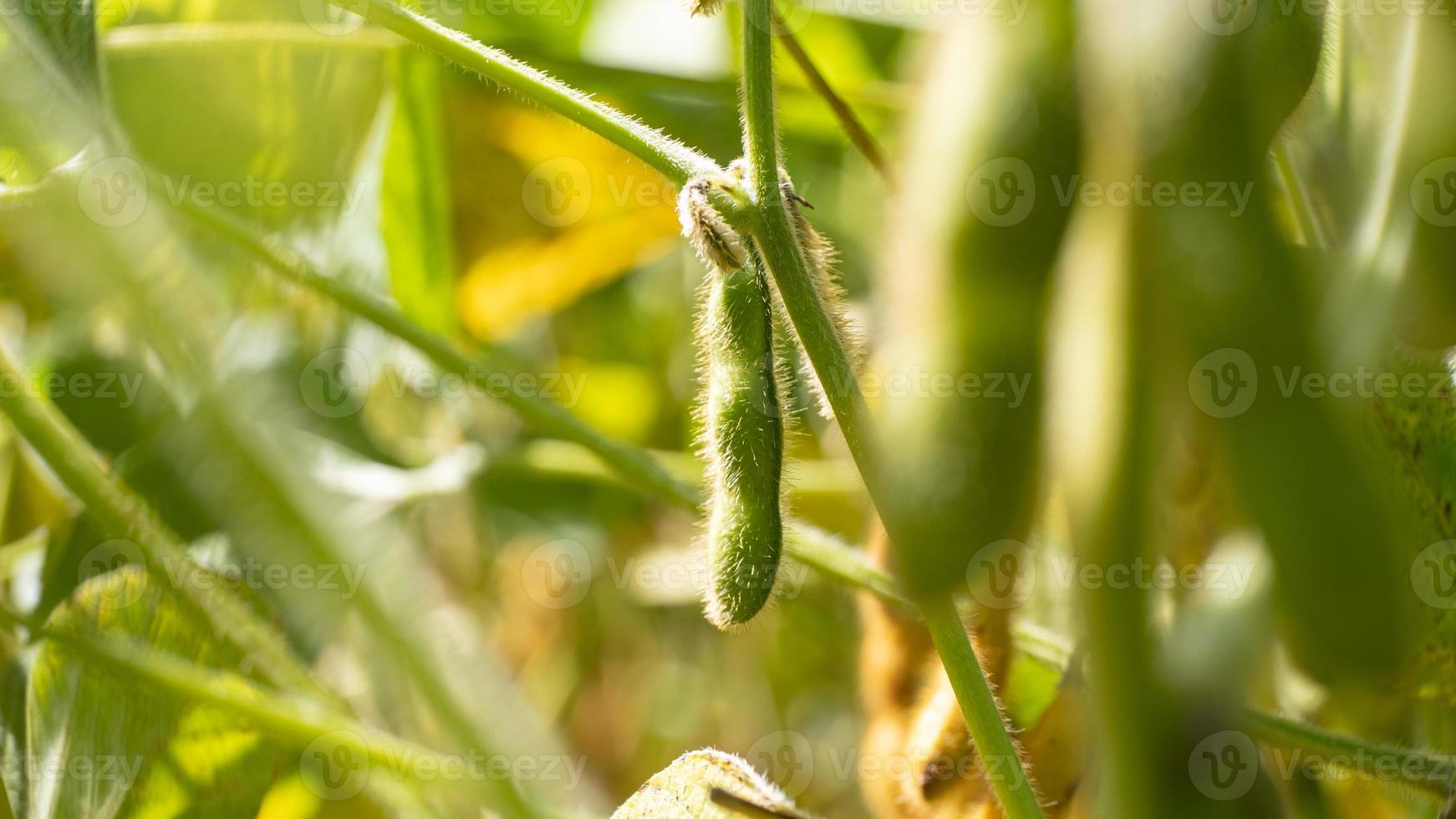 baccelli di fagiolo verde foto