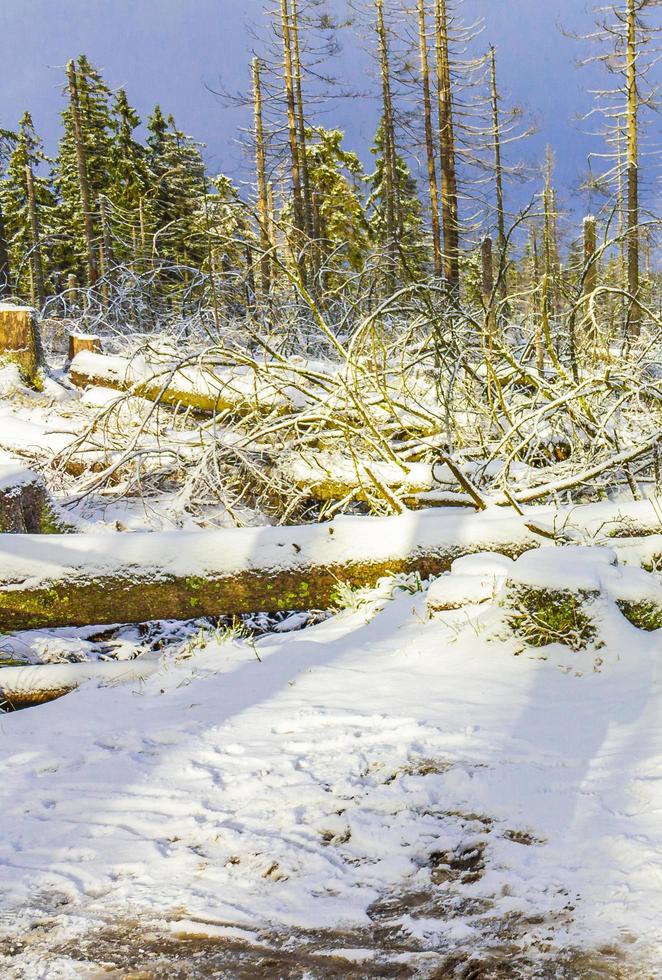 la foresta d'argento morente ha nevicato nel paesaggio montagna brocken harz germania foto