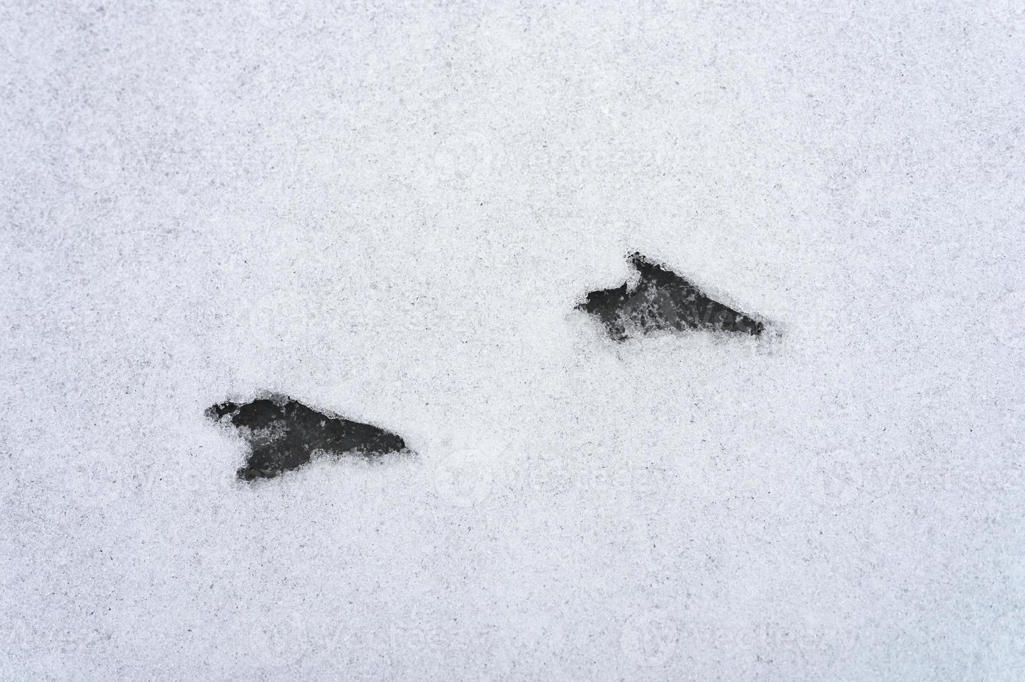 l'impronta di un uccello traccia la neve foto