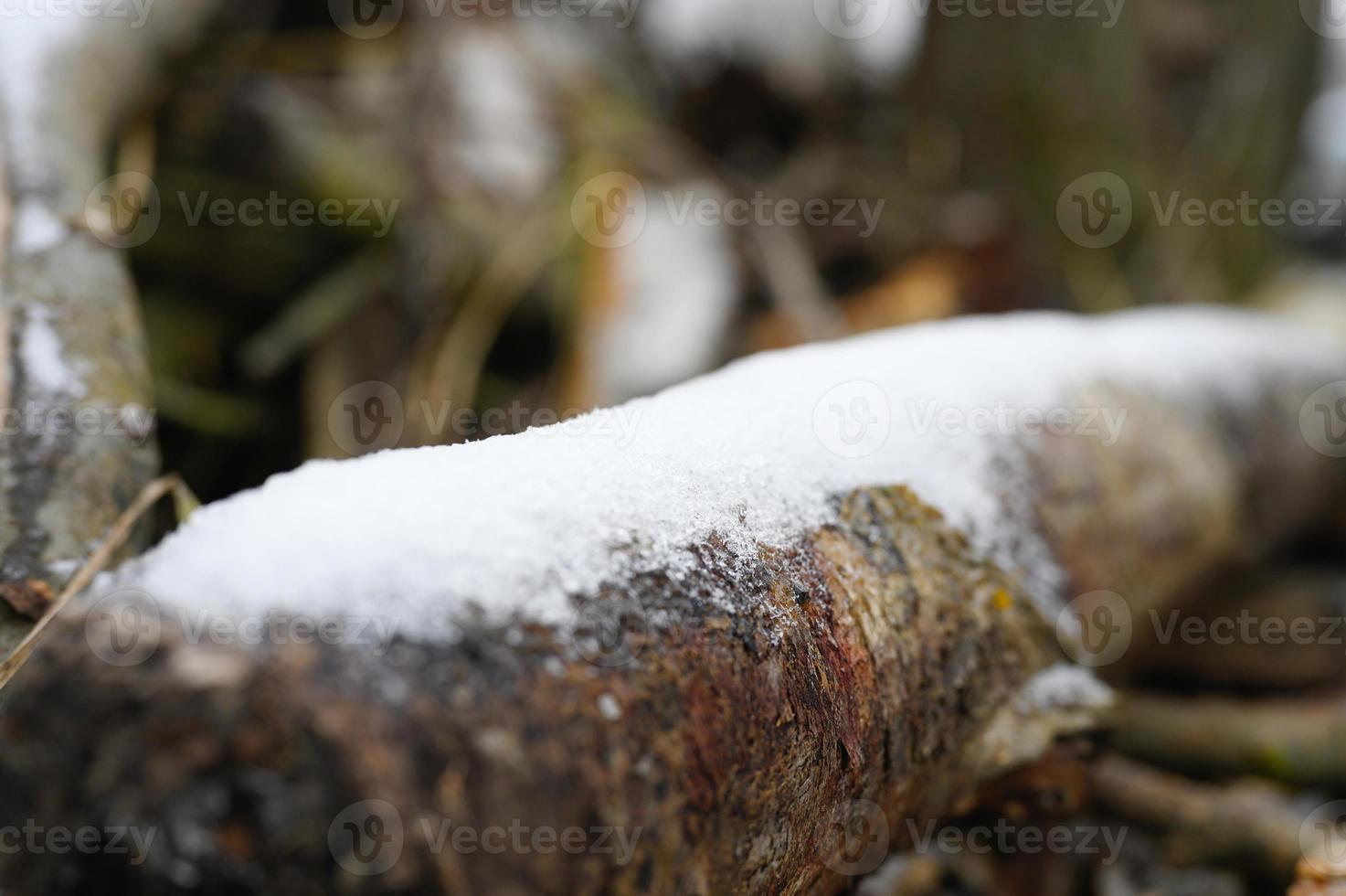 piccola neve d'inverno foto