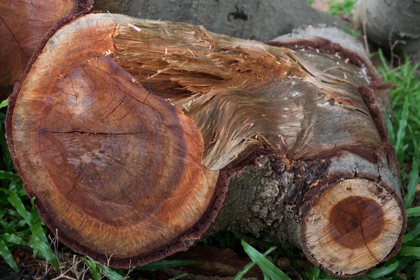 sfondo in legno naturale foto