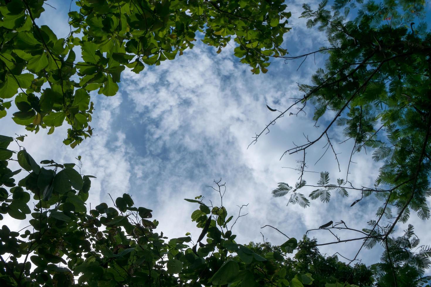 albero ramo con sfondo azzurro del cielo sulla natura foto