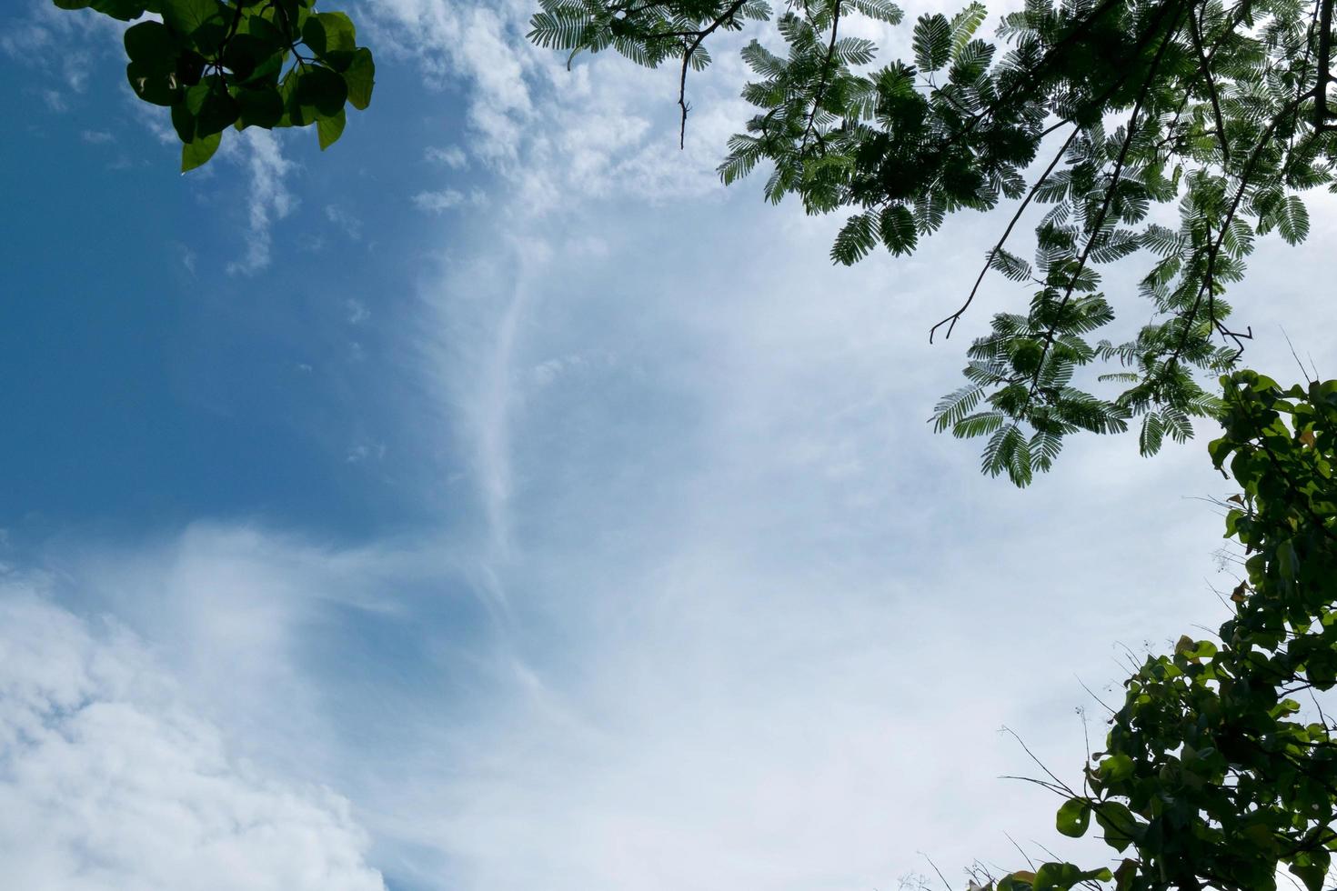 albero ramo con sfondo azzurro del cielo sulla natura foto