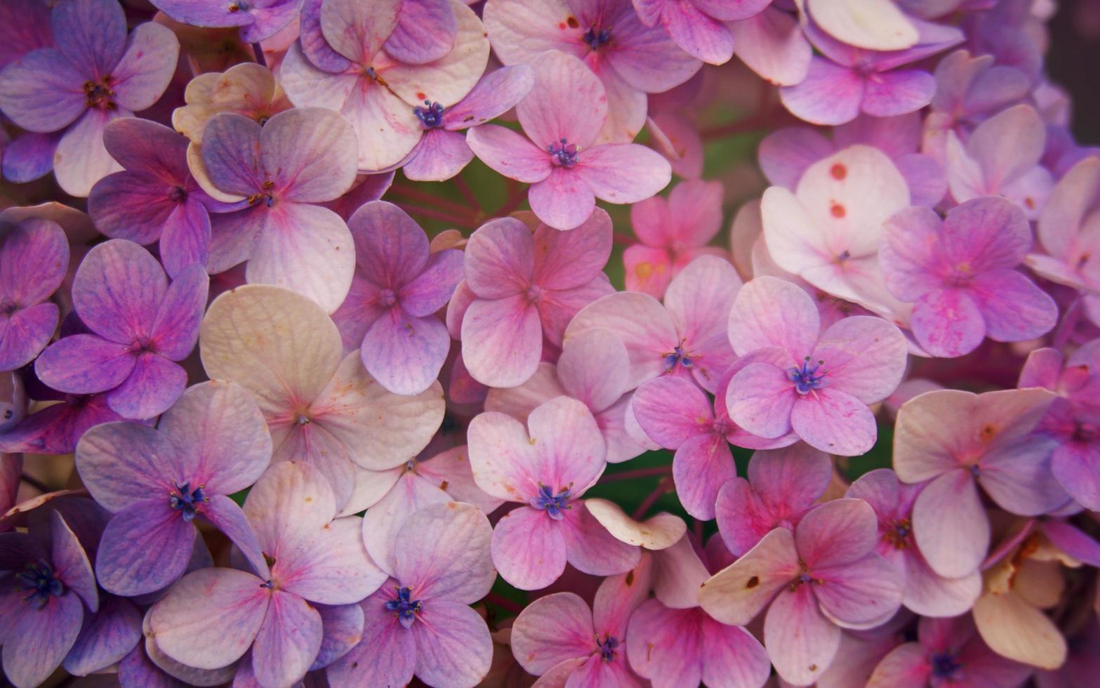 primo piano del fiore di hortensia, fondo del fiore di macrophylla dell'ortensia. foto