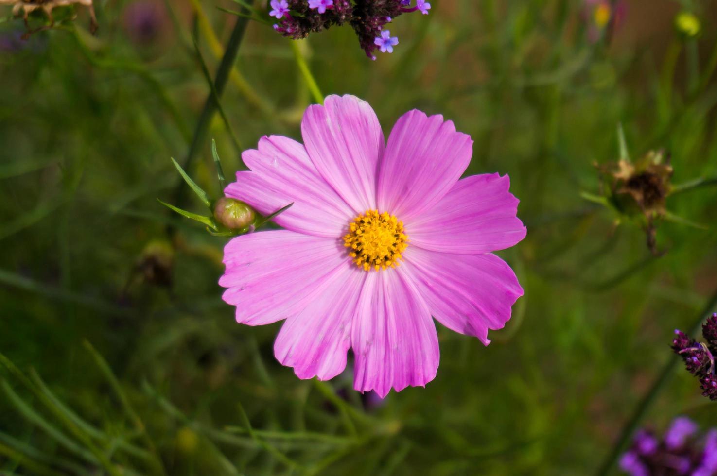 bella natura rosa fiore su sfondo sfocato. foto