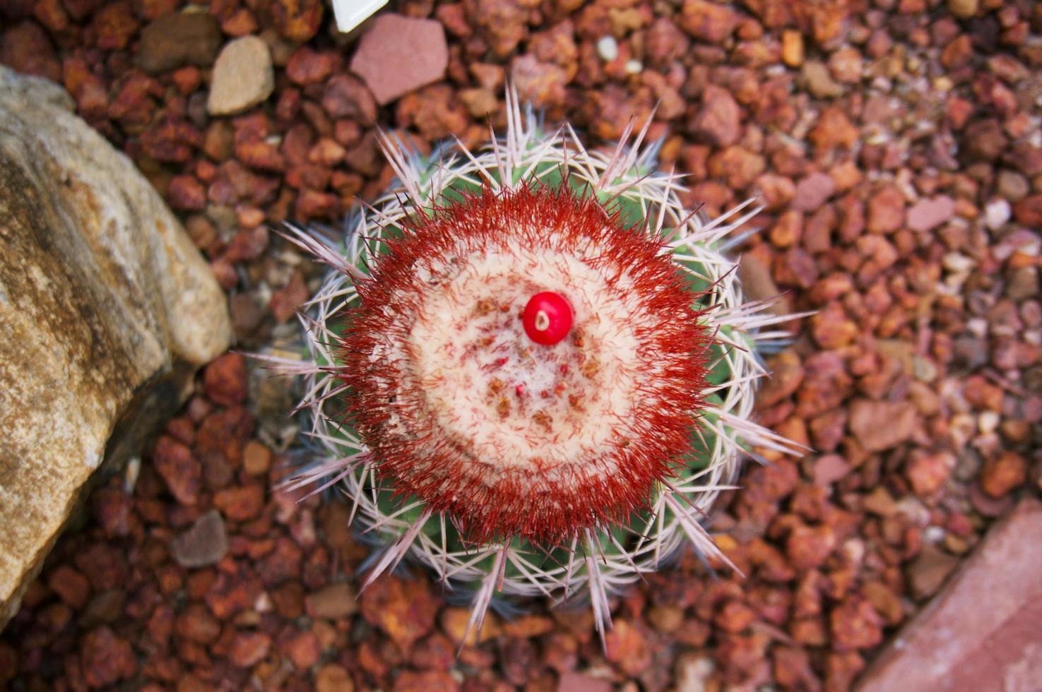 belle piante grasse e cactus in giardino. foto