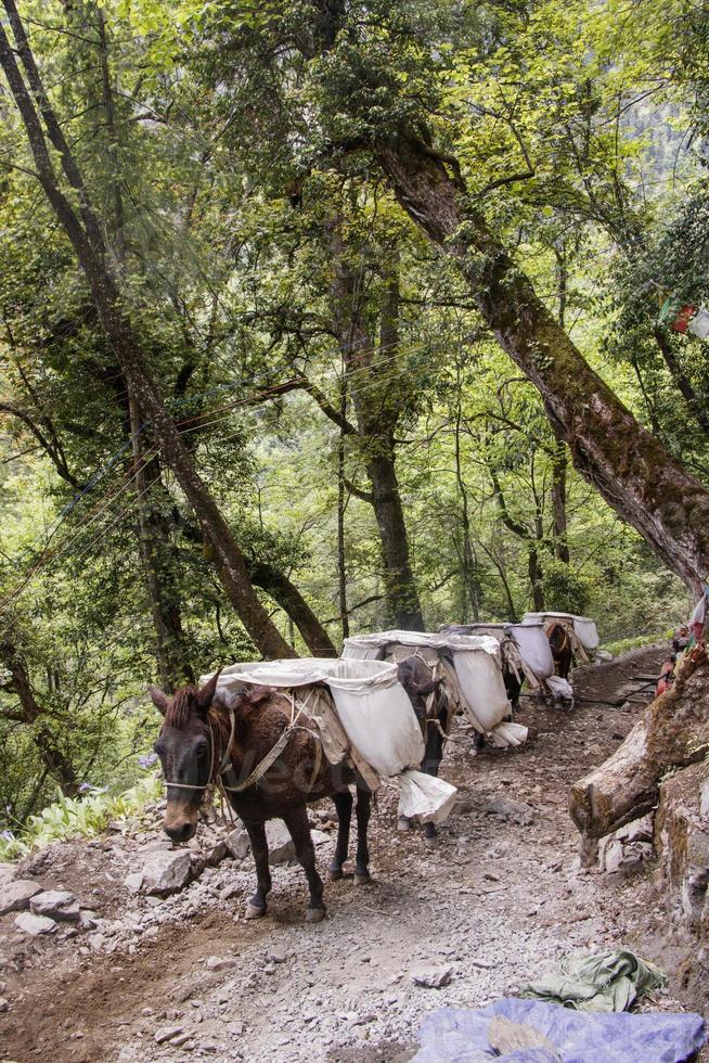 mulo che trasporta pesanti sacchi di sabbia in shangri layunnan china foto