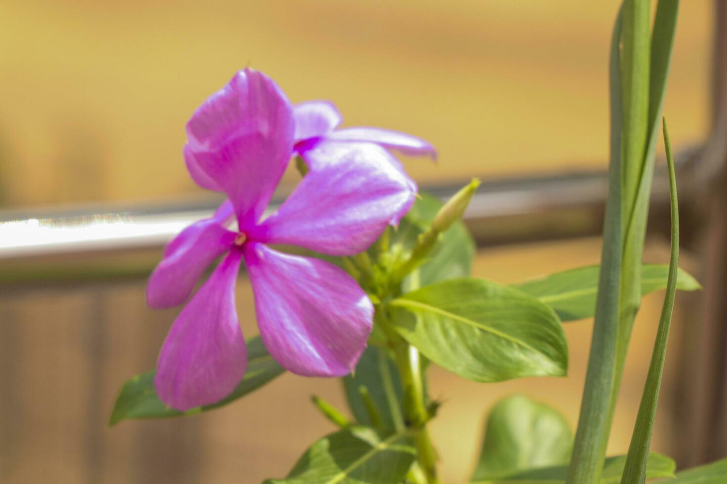 pervinca, vinca, vecchio domestica, peperoncino di Cayenna gelsomino, rosa pervinca fiori. vicino su rosa fiore mazzo su verde foglia foto