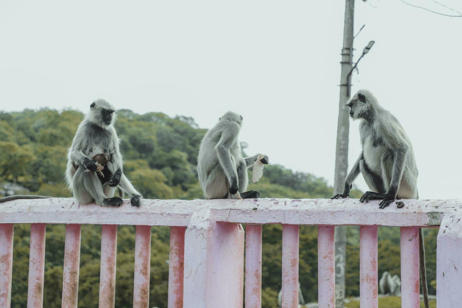 tre scimmie con loro bambini foto