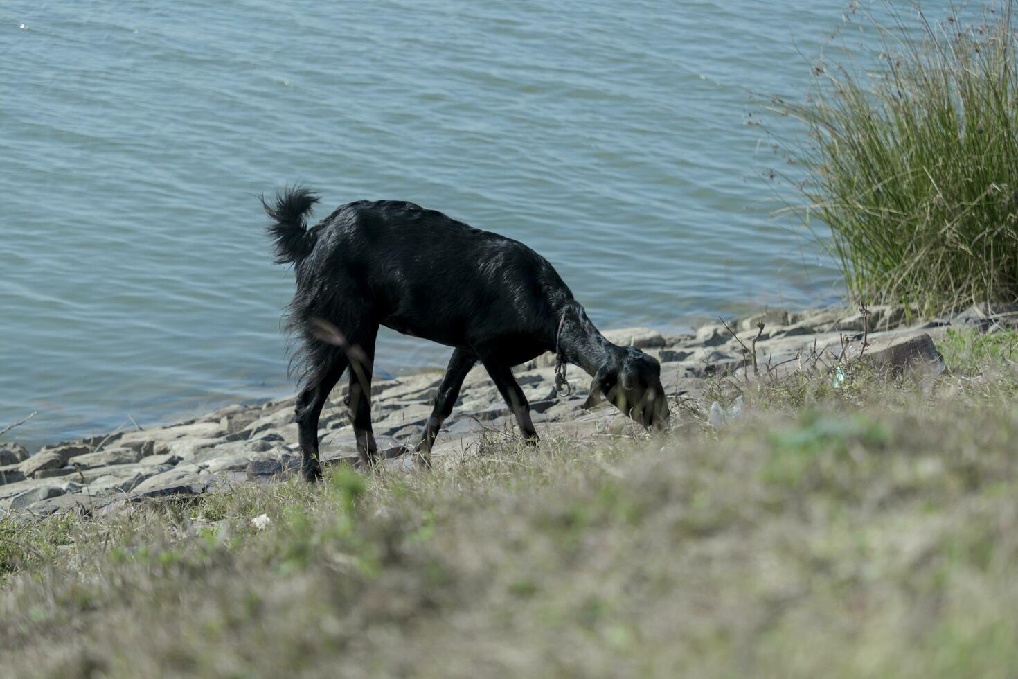 domestico bianca e nero capra e pascolo campo nel collinoso regioni foto