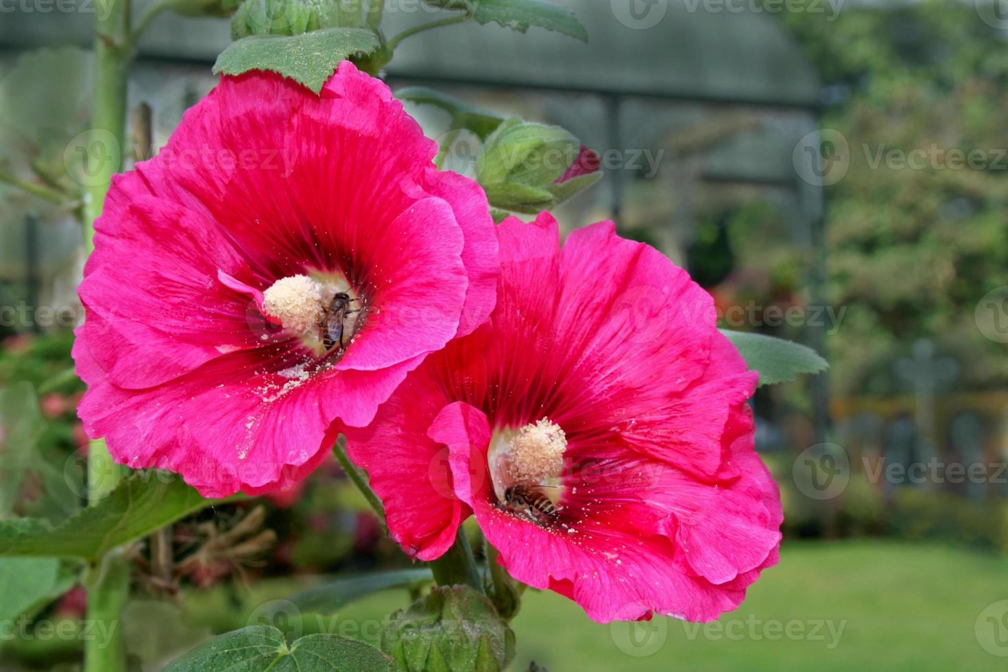 gemelli floreali rosa scuro foto