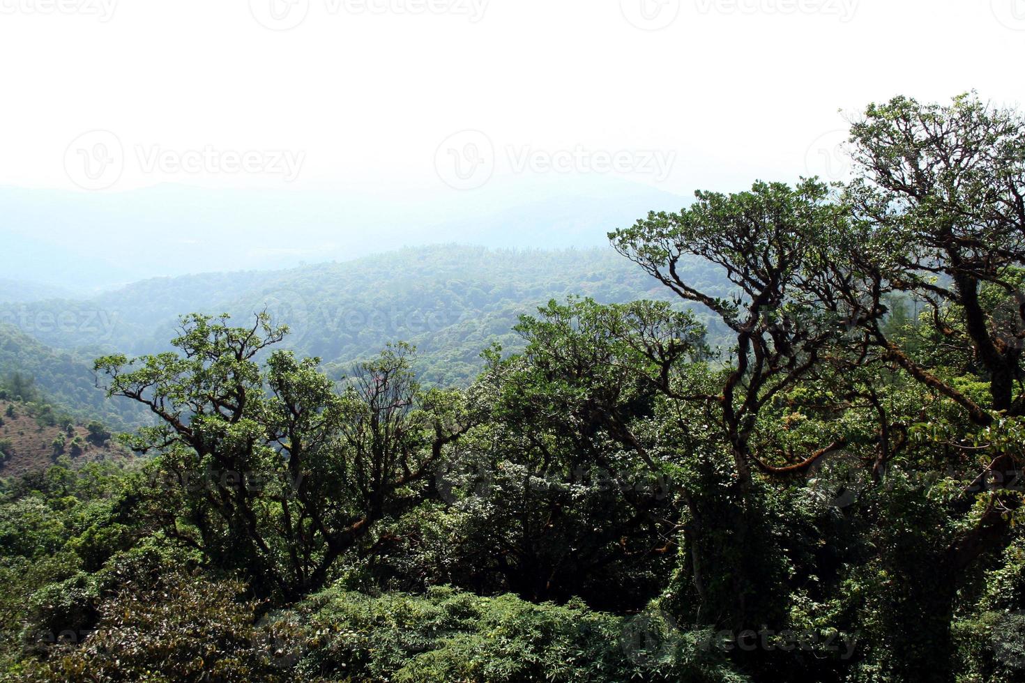 fitta foresta di alberi foto