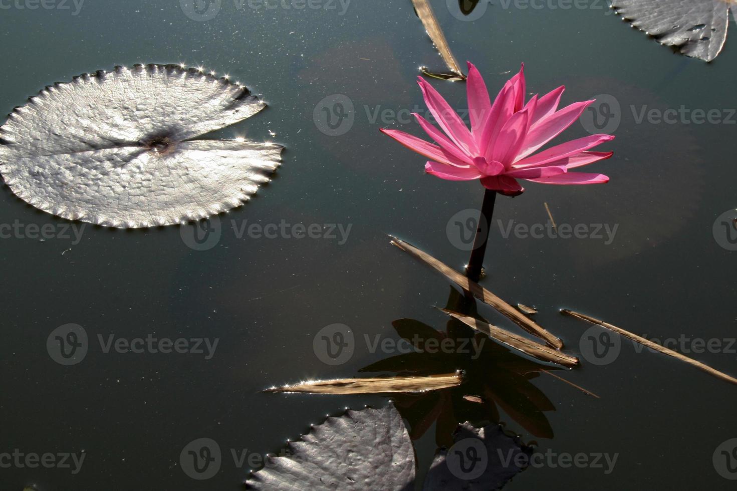 fiore di loto con foglie fluttuanti foto