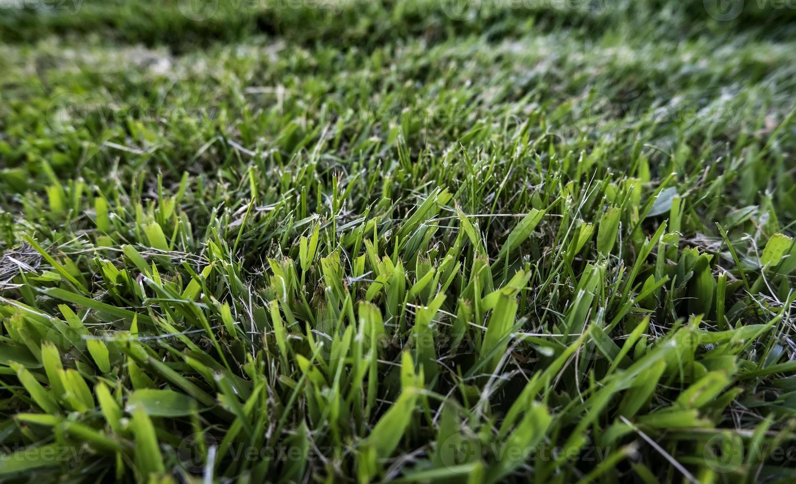 sfondo di erba secca foto