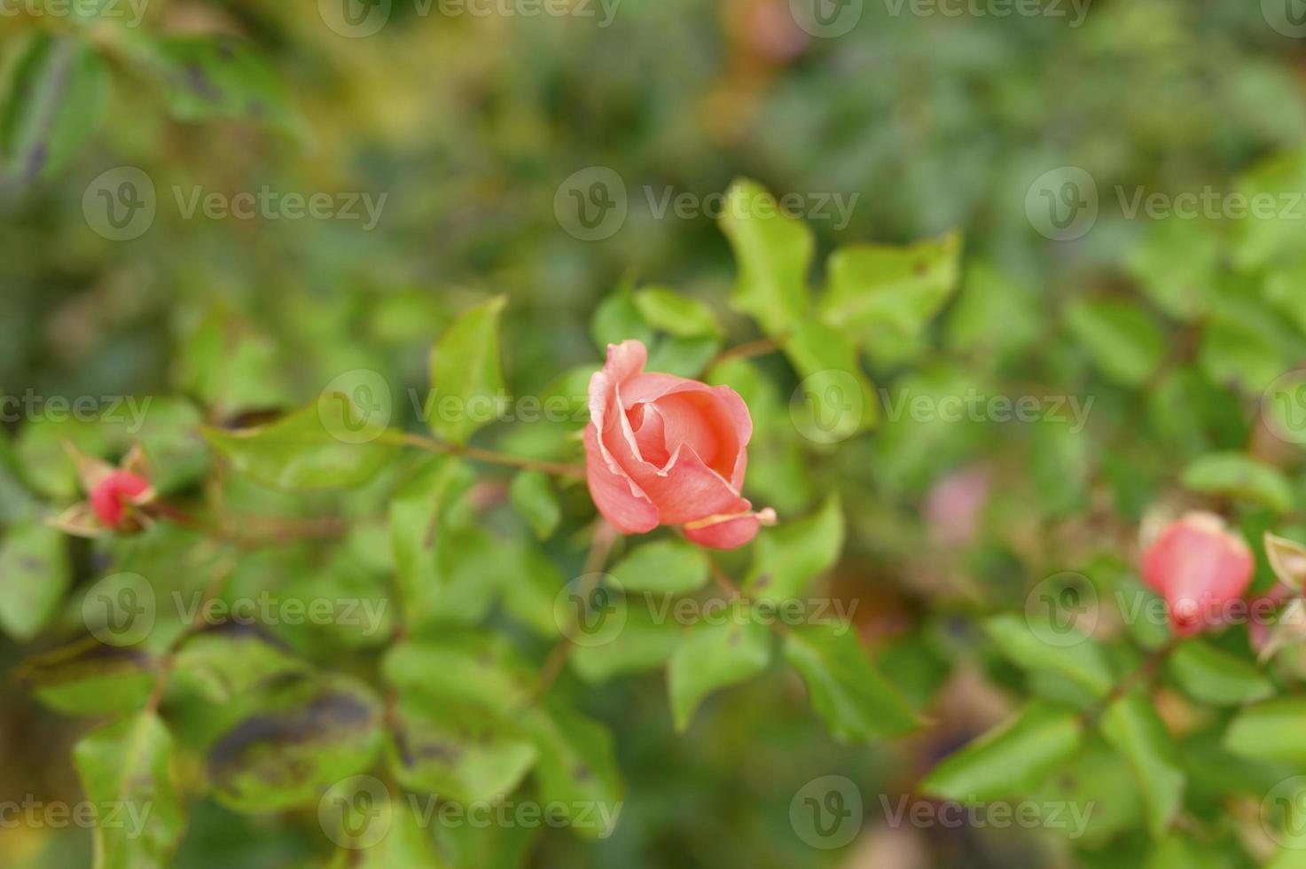 fiore rosa rosa foto