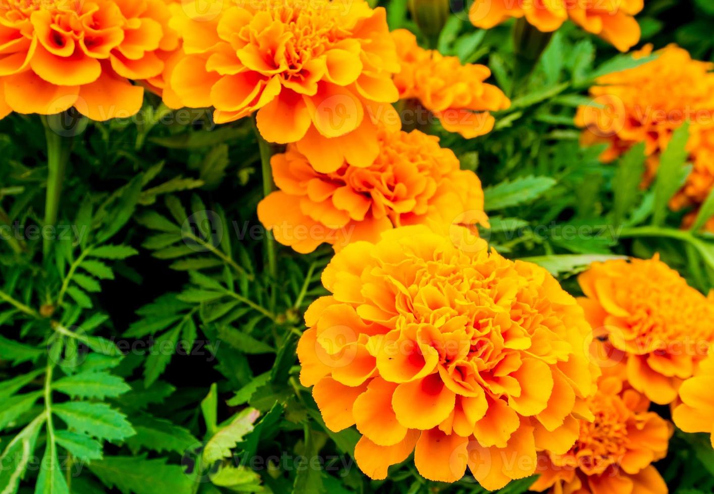 il campo di calendule, fiore di colore arancione vivo foto