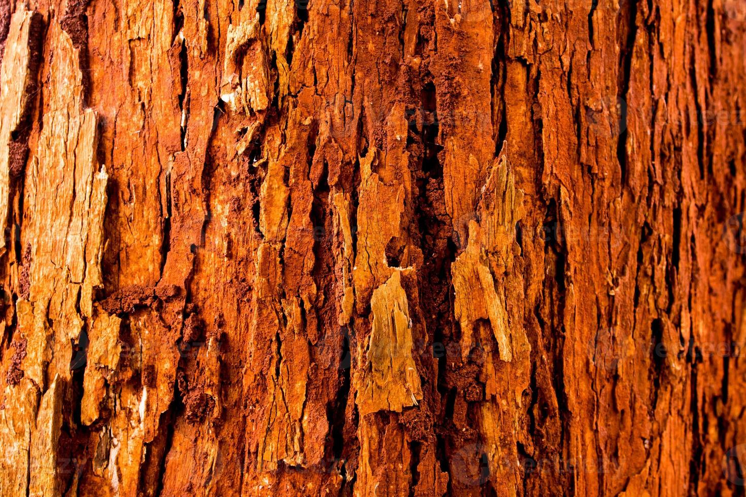 il vivido tronco rosso dell'albero foto