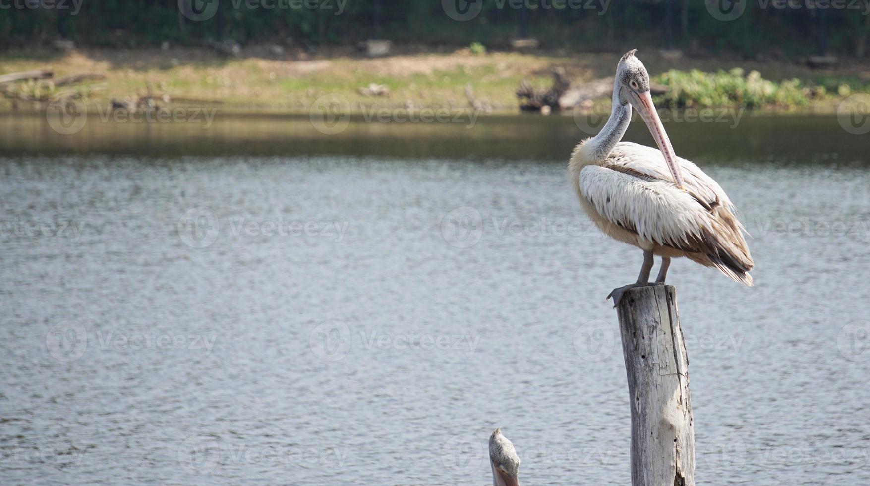 uccello pellicano in piedi di fronte al lago. foto