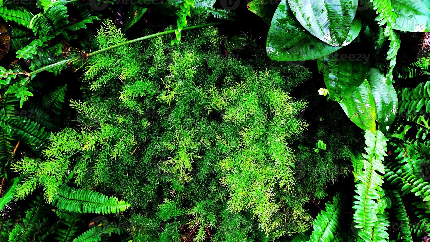 foglia verde tropicale foto