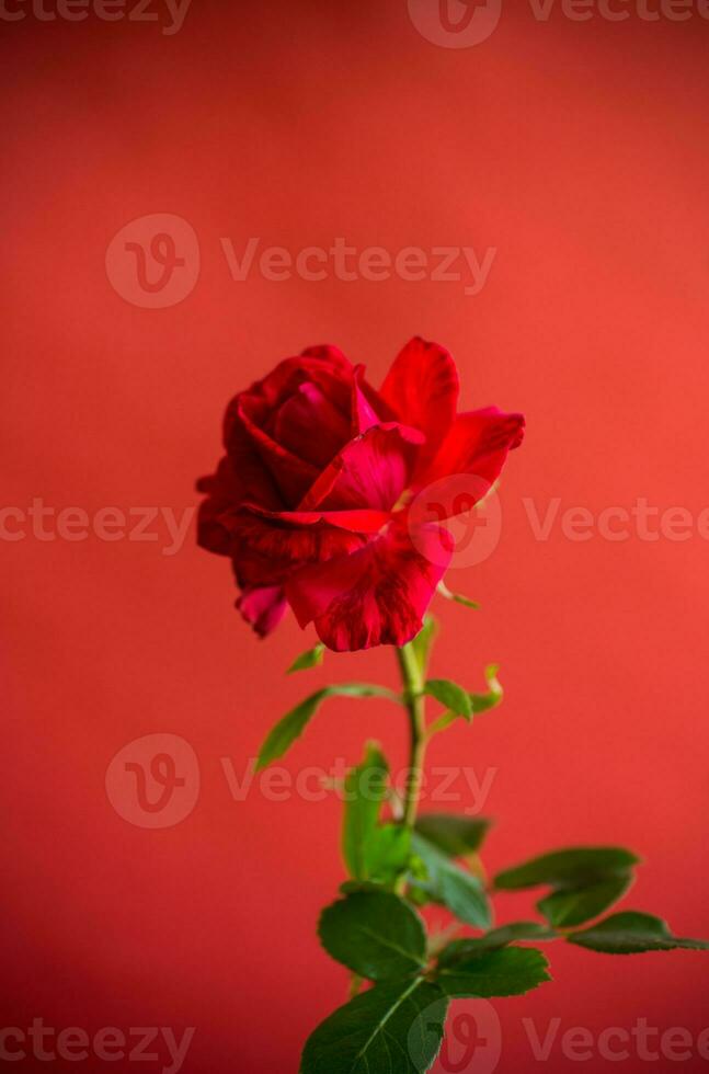 fiori di bellissimo fioritura rosso rosa su rosso sfondo. foto