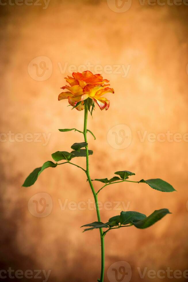 fiori di bellissimo fioritura giallo rosa su Marrone sfondo foto