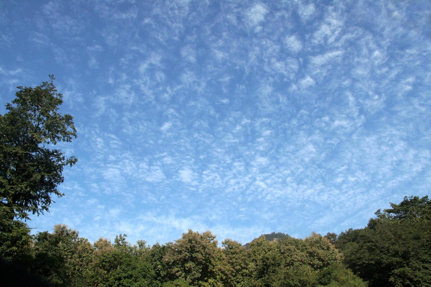 alberi, cielo e nuvole foto