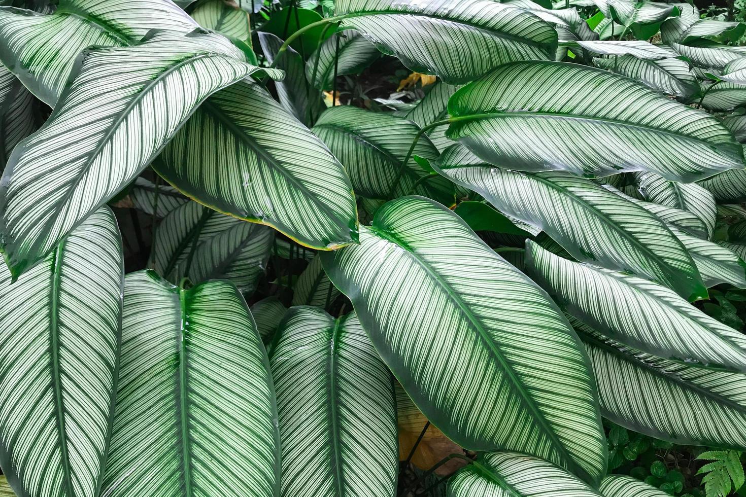 dieffenbachia foglie dalla giungla tropicale foto