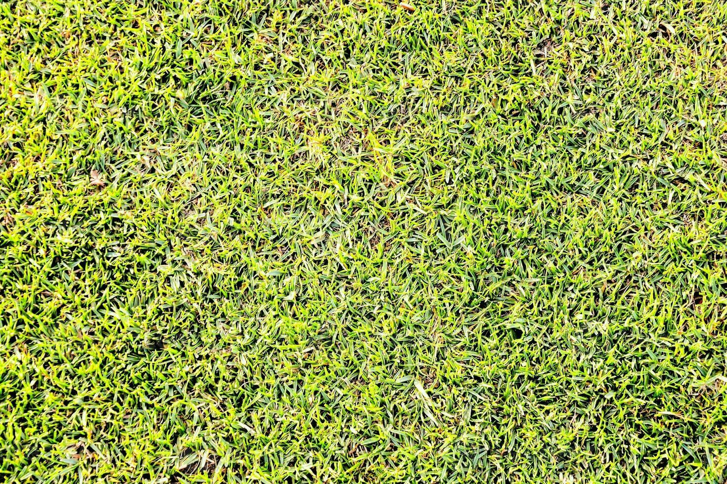 un' vicino su di un' verde erba campo foto