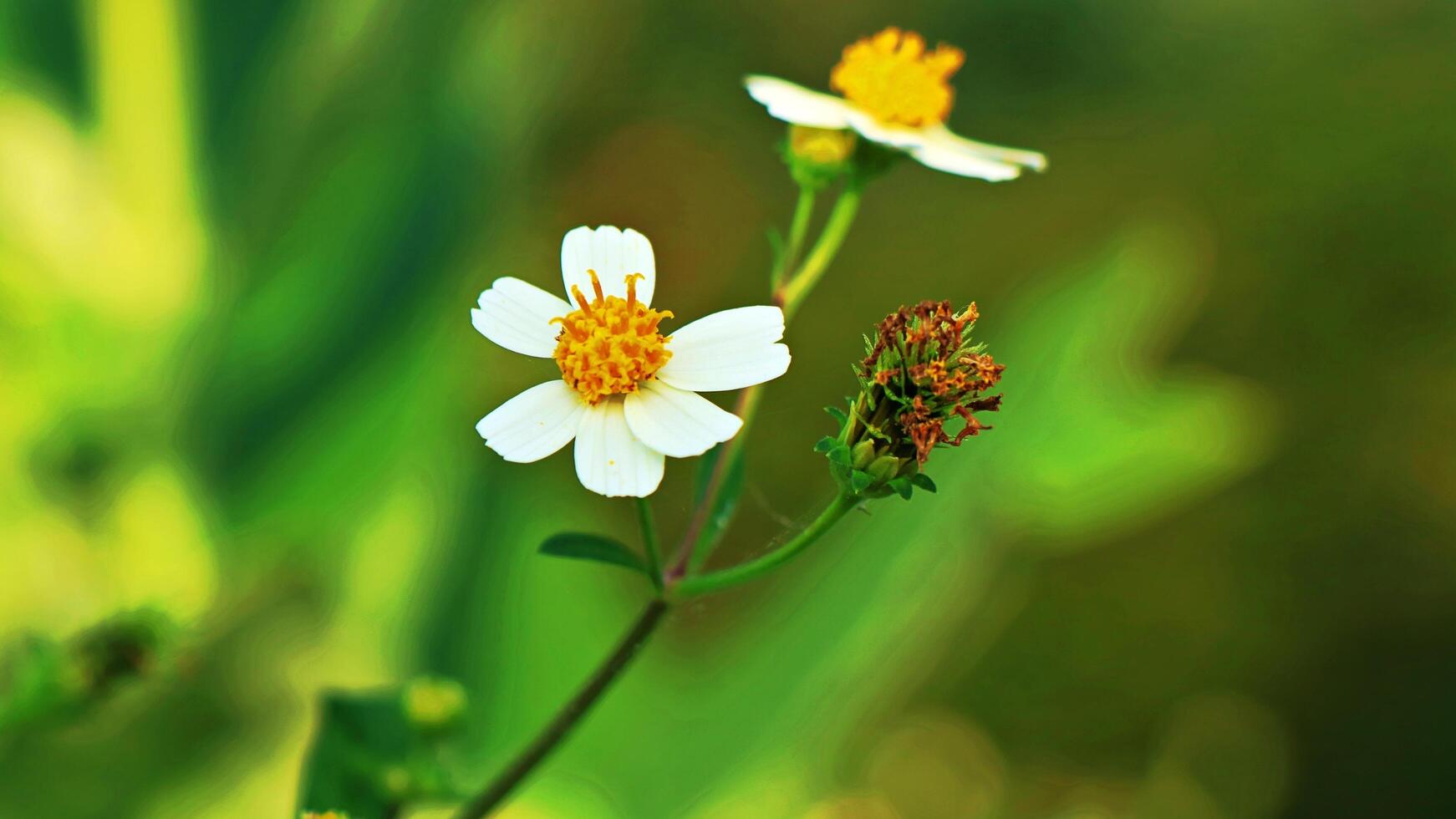 piccoli fiori bianchi a ombrello in uno sfondo verde bokeh foto