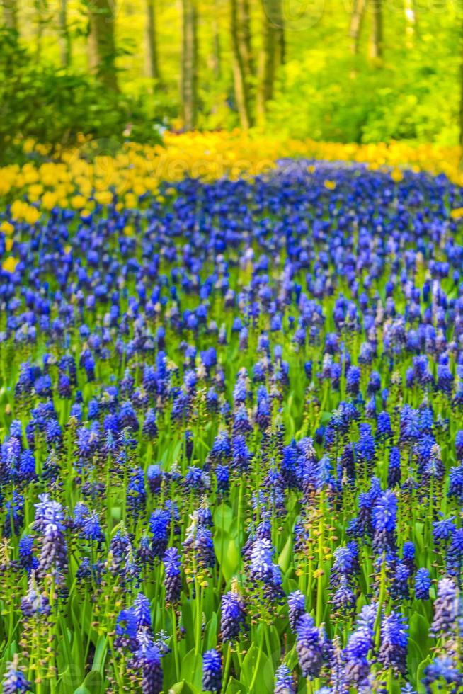 campanule blu giacinto d'uvagiallo tulipani keukenhof paesi bassi. foto