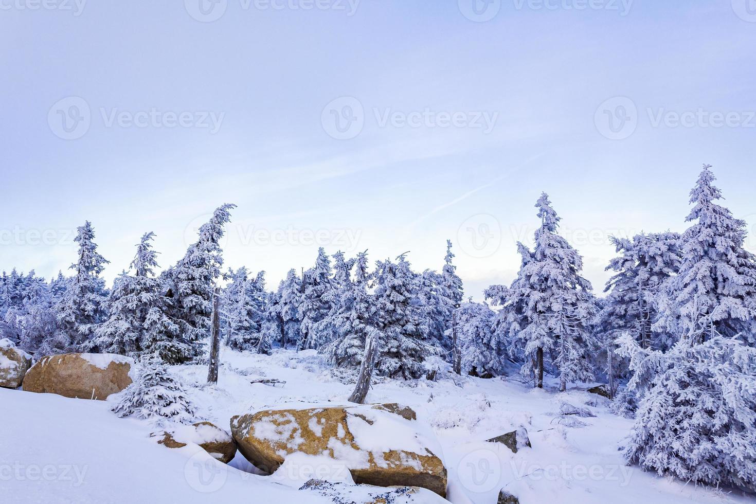 nevicato in abeti ghiacciati paesaggio montagna brocken harz germania foto