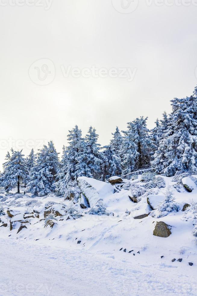 nevicato in abeti ghiacciati paesaggio montagna brocken harz germania foto