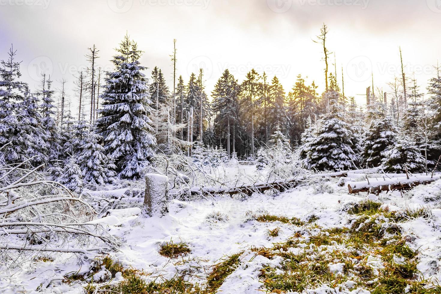 il sole nella foresta morente ha nevicato nel paesaggio brocken harz germania foto