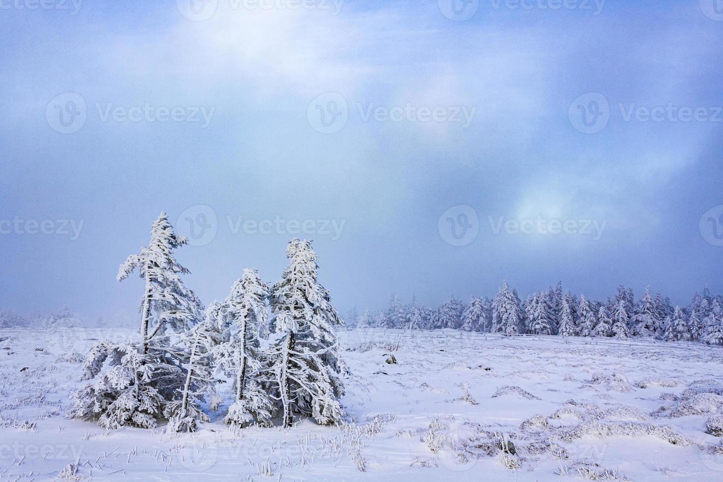 nevicato in abeti ghiacciati paesaggio montagna brocken harz germania foto