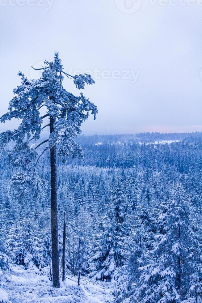 paesaggio forestale di notte abeti ghiacciati montagna brocken germania. foto