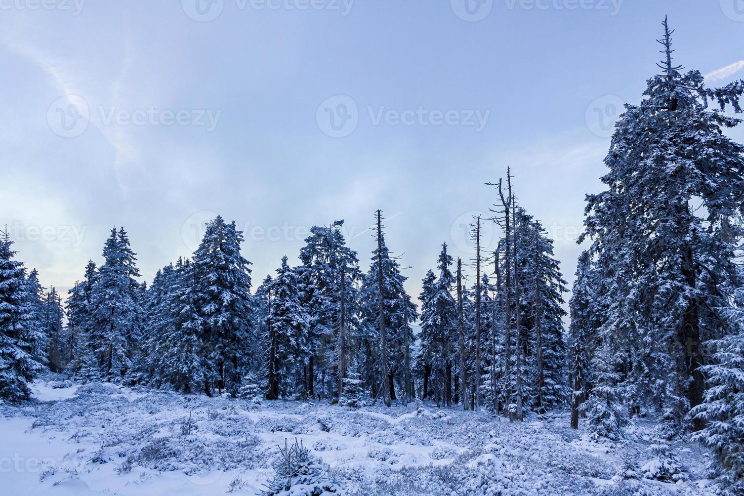 paesaggio forestale di notte abeti ghiacciati montagna brocken germania. foto