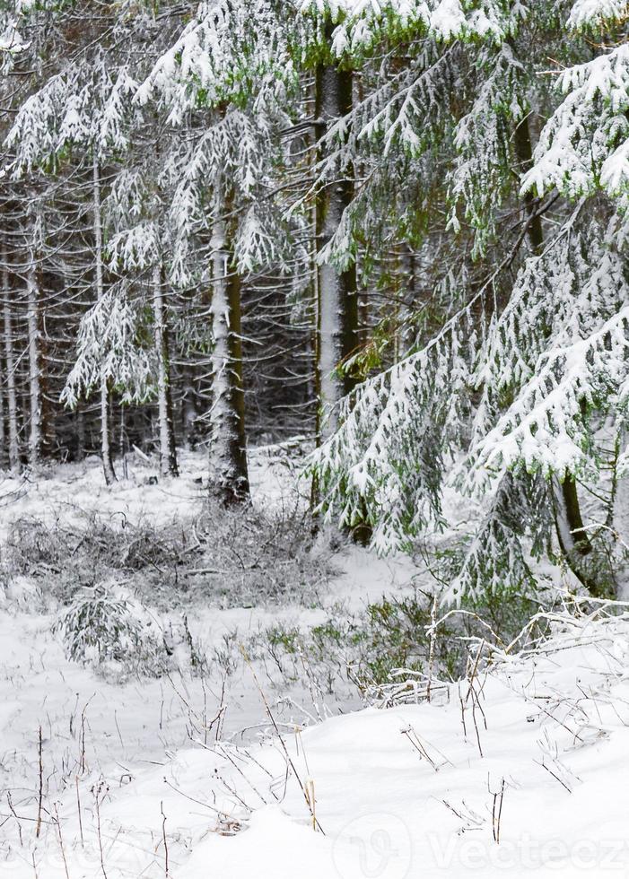 nevicato in abeti ghiacciati paesaggio montagna brocken harz germania foto